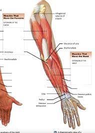 Anatomynote.com found posterior muscles of the upper arm from plenty of anatomical pictures on the internet. Lec 3 Posterior Arm Wrist Muscles Diagram Quizlet