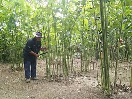 Teknologi tanaman cili secara fertigasi di pkb. 13 Idea Projek Pertanian Boleh Menjana Pulangan Lumayan Kepada Anda Encikshino Com