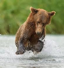 John Kumamoto Animals Brown Bear Animal Kingdom