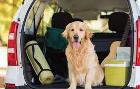 pet friendly cabs to Coimbatore