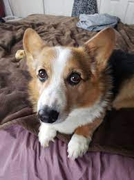 All our corgi puppies for sale come with the following. Pets For Adoption At Colorado Corgis And Friends In Denver Co Petfinder