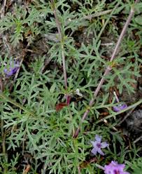 Image result for Verbena aristigera