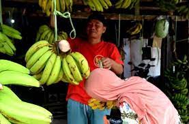 Termasuk dalam kelompok pisang ambon, saat ini kultivar cavendish banyak ditanam di indonesia oleh perusahaan swasta besar untuk ekspor dan pasar domestik. Omzet Penjual Pisang Turun Hingga 50 Persen