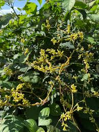 Image result for Cuscuta cassytoides