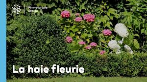 Arbre ou arbuste de haie, à feuillage persistant brillant, l'éléagnus est particulièrement résistant à la sécheresse et aux embruns. La Haie Fleurie Au Jardin Permaculture Design