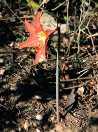 Image result for Hippeastrum puniceum