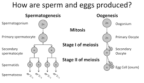 Flow Chart Of Oogenesis 2019