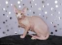 Sphynx cat origins