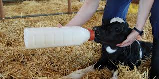 It is a good idea to increase their interest in grass and concentrates. Importance Of Colostrum For Calves Zinpro
