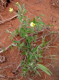 Image result for Argyrolobium rupestre