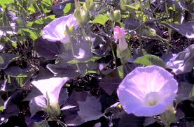 Image result for Barleria macrostegia