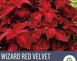 Image result for Streptocarpus goetzei