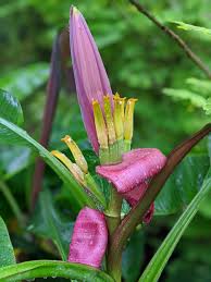 Image result for Musa sp. (Ornamental bananas)
