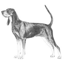 And graficzne rizvi builder 5099 casitas pass road itc share price for last 10 years jeffron schaeffel 6mm ppc. Black And Tan Coonhound Dog Breed Information Coonhound Akc Dog Breeds Dog Sketch