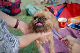Best cat & dog grooming place with all the pet perks will keep your dogs tail wagging. Top 10 Pet Spas Groomers In Tampa
