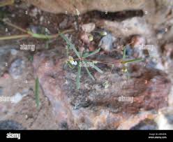 Image result for Hypertelis cerviana