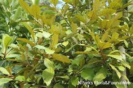 Image result for Heritiera