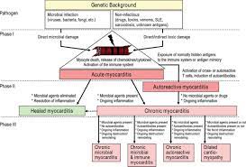 • definition:myocarditis is an inflammatory disease of cardiac muscle. Cardiomyopathies Circulation Research