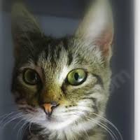 Ruyada Yarali Kedi Gormek Nedir Diniruyatabirleri Com Tr