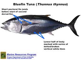 Odfw Marine Sport Fish Id Species List