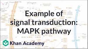 example of a signal transduction pathway video khan academy