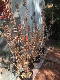 Digging it out isn't an option as some of the roots go under the driveway as well as the house. Crepe Myrtle Not Blooming Thriftyfun