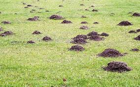 These burrowing rodents spend most of their lives underground and may have dug hundreds of feet of underground tunnels for each visible hole in your yard. How To Get Rid Of Moles And Gophers The Home Depot