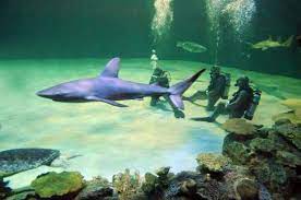 Shark Reef Aquarium Gift Shop Las Vegas Ticket Price Timings Address Triphobo