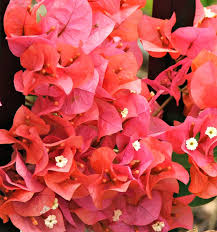Maybe you would like to learn more about one of these? Bougainvillea Dark Pink Free Stock Photos Rgbstock Free Stock Images Tacluda May 25 2011 8