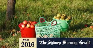 Western sydney university is ranked in the top 3% of universities in the world by the times higher education world university rankings. How To Look After Rootstock Fruit Trees In Canberra