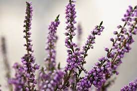 Pin On Gardening