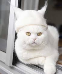 Ajan Bugun Bir Sey Ogrendi Icin 200 Fikir Hayvan Gizli Bilgi Cute Kittens