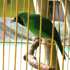 Maybe you would like to learn more about one of these? New Promo Burung Cucak Ijo Mini Shopee Indonesia