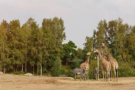La saison 2021 commence aujourd'hui! Schoner Tierpark Auf Grosser Flache Beekse Bergen Safari Park Hilvarenbeek Reisebewertungen Tripadvisor