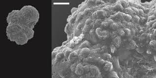 Image result for Trochomeria subglabra