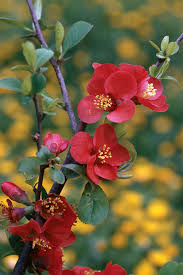 Check spelling or type a new query. 10 Drought Tolerant Shrubs Finegardening