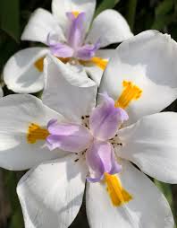 Image result for Dietes flavida