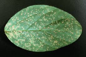 Image result for Teramnus repens