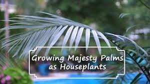 This tropical palm is easy to care for and loves bright, indirect sunlight and humidity. How To Grow Majesty Palms Majesty Palm Care Ravenea Rivularis Youtube