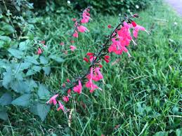 Image result for Vernonia amblyolepis