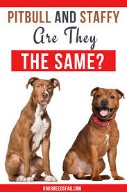He definitely does not love other dogs, however, and he's also not too fond of cats, although a few staffords that are raised with other household pets can live with them in harmony. Are Pit Bulls And Staffies The Same Dog Breeds Faq