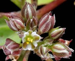 Image result for Polycarpon tetraphyllum