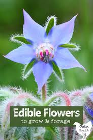 Maybe you would like to learn more about one of these? Edible Flowers To Grow Forage For Garnishes Syrups More