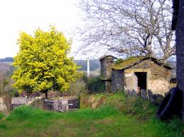 Image result for Acacia dealbata