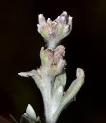 Image result for Vellereophyton dealbatum