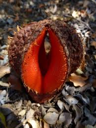 Image result for Hydnora