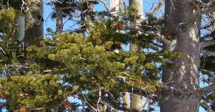 Affordable service · free consultations · local arborists Tree Removal Cost Tree Removal Price Guide