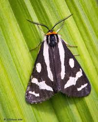 Image result for Bertiera angusiana