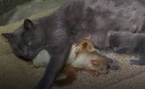 This milk is very commonly used to feed orphaned kittens, puppies, foals, etc. Cuteness Alert Cat Adopts Orphaned Baby Squirrels In Aww Dorable Video