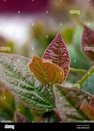 Image result for Cyathula